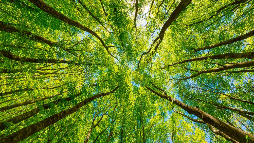 LA RIDEFINIZIONE DEL RAPPORTO CON LA NATURA COME PUNTO DI PARTENZA DELL’AZIONE ANARCHICA